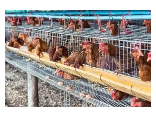 Poultry Farm Workers Needed