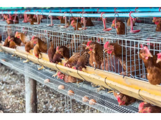 Poultry Farm Workers