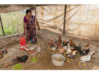 Poultry Farm Hand