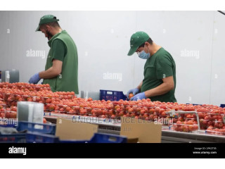Tin Tomato /Paste Factory Workers