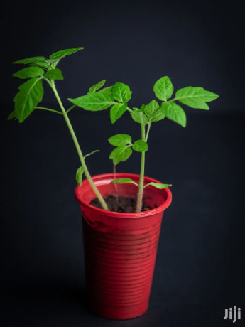 tomato-seedlings-big-0