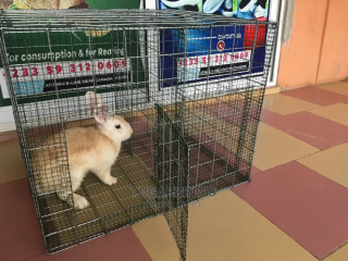 Rabbit and Grasscuttter Cages Available