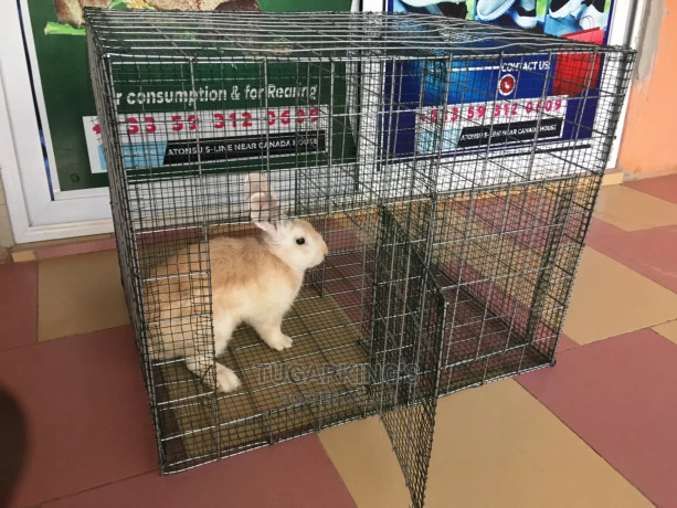 rabbit-and-grasscuttter-cages-available-big-1