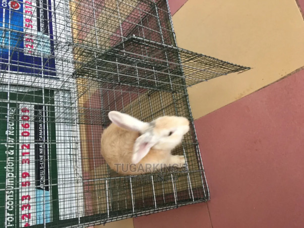 rabbit-and-grasscuttter-cages-available-big-2