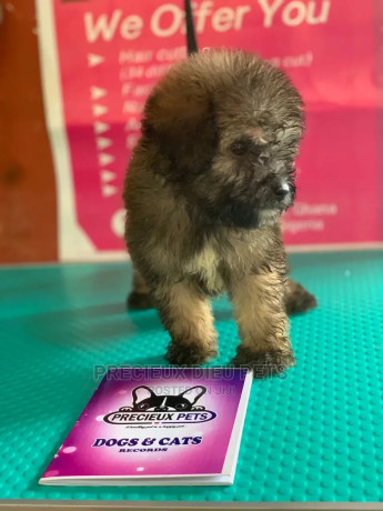 1-3-months-male-purebred-poodle-big-0