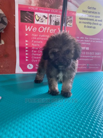 1-3-months-male-purebred-poodle-big-1