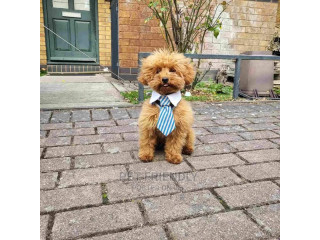 1-3 months Male Purebred Poodle