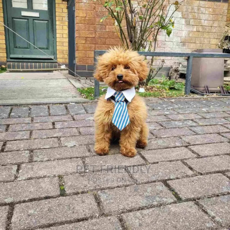 1-3-months-male-purebred-poodle-big-0