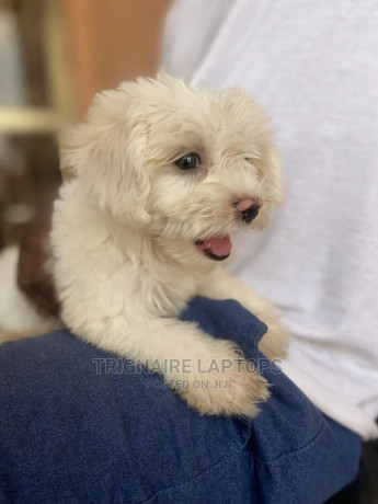 1-3-months-male-purebred-poodle-big-1