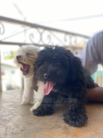 1-3-months-male-purebred-poodle-big-2