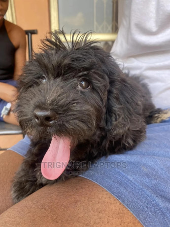 1-3-months-male-purebred-poodle-big-0