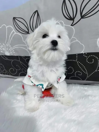 1-3-months-male-purebred-maltese-big-0