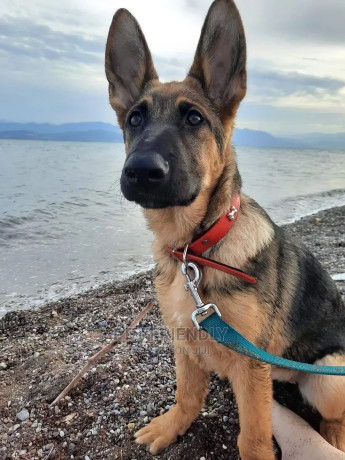 1-3-months-male-purebred-german-shepherd-big-0