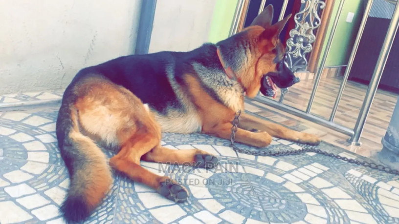 1-year-male-purebred-german-shepherd-big-2