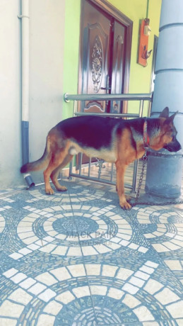 1-year-male-purebred-german-shepherd-big-0