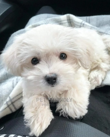 1-3-months-male-purebred-maltese-big-1