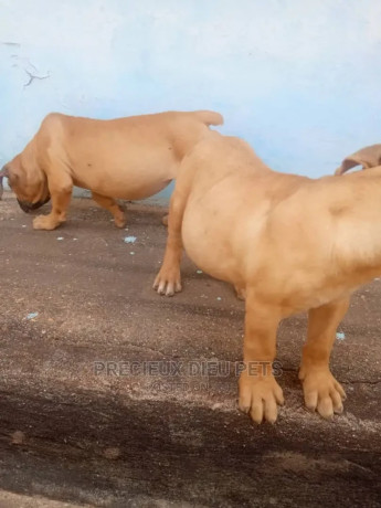 1-3-months-male-purebred-boerboel-big-2