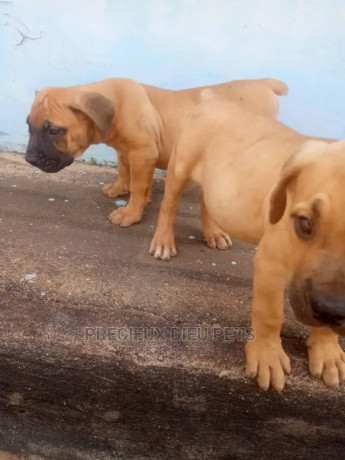 1-3-months-male-purebred-boerboel-big-0