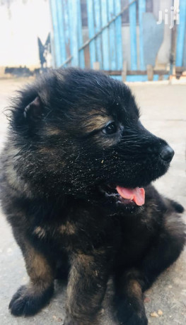 1-3-months-female-purebred-caucasian-shepherd-big-0