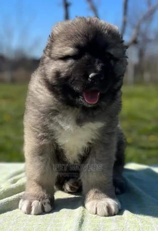 1-3-months-female-purebred-caucasian-shepherd-big-0