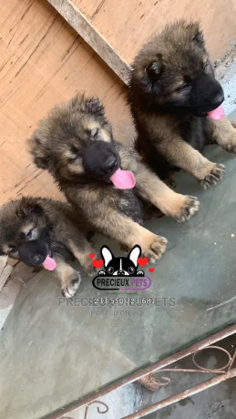 1-3-months-male-purebred-caucasian-shepherd-big-0