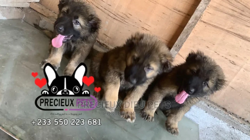 1-3-months-male-purebred-caucasian-shepherd-big-2