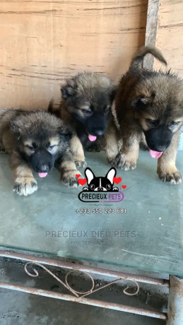 1-3-months-male-purebred-caucasian-shepherd-big-1